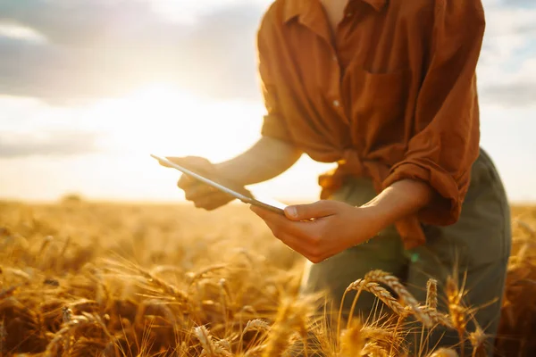 Farmer- woman  on a wheat field with a tablet in his hands. Smart farm. Agriculture, gardening or ecology concept.