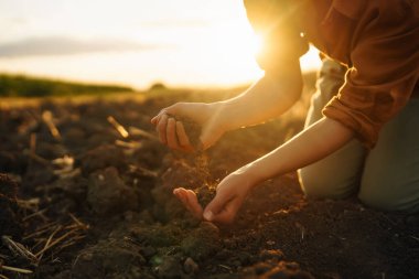 Female hands checking soil health before growth a seed of vegetable or plant seedling. Business or ecology concept.