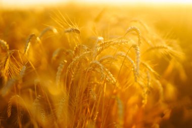 Ears of golden wheat close up at sunset. Growth nature harvest. Agriculture farm.