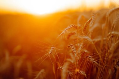 Ears of golden wheat close up at sunset. Growth nature harvest. Agriculture farm.