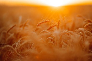 Ears of golden wheat close up at sunset. Growth nature harvest. Agriculture farm.