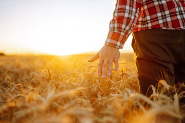 Amazing view with man with his back to the viewer in a field of wheat touched by the hand of spikes In the sunset light.Growth nature harvest. Agriculture farm.