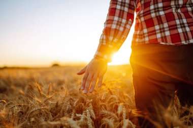 Amazing view with man with his back to the viewer in a field of wheat touched by the hand of spikes In the sunset light.Growth nature harvest. Agriculture farm.