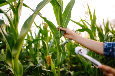 Young farmer standing in corn field examining crop. Harvest care concept.