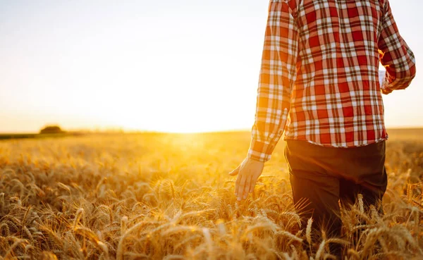 Amazing view with man with his back to the viewer in a field of wheat touched by the hand of spikes In the sunset light.Growth nature harvest. Agriculture farm.