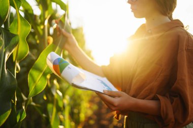 Smart farm. Farmer- woman standing in corn field examining crop. Harvest care concept.