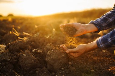 Bitki veya bitki tohumu yetiştirmeden önce toprak sağlığını kontrol eden bir çiftçi eli. İş ya da ekoloji kavramı.