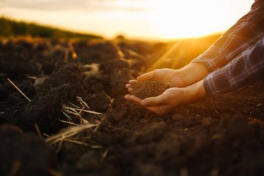 Bitki veya bitki tohumu yetiştirmeden önce toprak sağlığını kontrol eden bir çiftçi eli. İş ya da ekoloji kavramı.