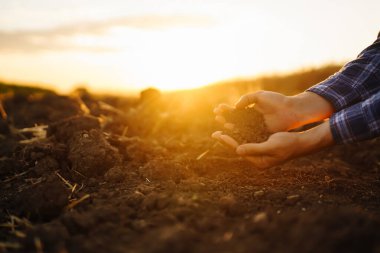 Bitki veya bitki tohumu yetiştirmeden önce toprak sağlığını kontrol eden bir çiftçi eli. İş ya da ekoloji kavramı.