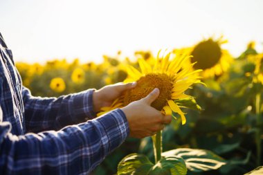 Çiftçinin eli çiçek açan ayçiçeğine dokunuyor. Tarım ve hasat kavramı.