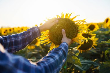 Çiftçinin eli çiçek açan ayçiçeğine dokunuyor. Tarım ve hasat kavramı.
