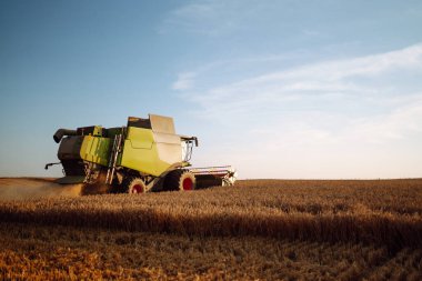 Big modern industrial combine harvester machine reaping gather golden ripe wheat cereal field meadow on summer day. Agriculture, gardening or ecology concept.
