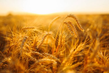 Buğday tarlası. Altın buğday kulakları yakında. Güzel Doğa Günbatımı Manzarası.