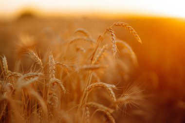 Buğday tarlası. Altın buğday kulakları yakında. Güzel Doğa Günbatımı Manzarası.