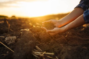 Expert hand of farmer checking soil health before growth a seed of vegetable or plant seedling.  Agriculture, gardening or ecology concept.