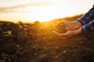 Expert hand of farmer checking soil health before growth a seed of vegetable or plant seedling.  Agriculture, gardening or ecology concept.