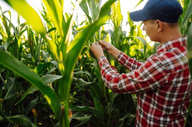 Farmer  standing in corn field examining crop. Harvest care concept. Agriculture, gardening or ecology concept.