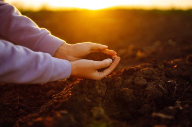 Expert hand of farmer checking soil health before growth a seed of vegetable or plant seedling.  Agriculture, gardening or ecology concept.