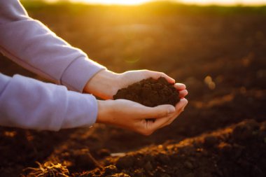 Expert hand of farmer checking soil health before growth a seed of vegetable or plant seedling.  Agriculture, gardening or ecology concept.