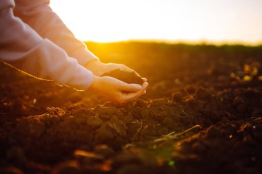 Expert hand of farmer checking soil health before growth a seed of vegetable or plant seedling.  Agriculture, gardening or ecology concept.