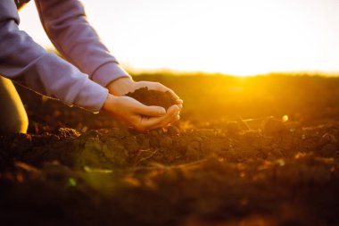 Expert hand of farmer checking soil health before growth a seed of vegetable or plant seedling.  Agriculture, gardening or ecology concept.