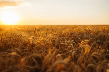 Buğday tarlası. Altın buğday kulakları yakın mesafede. 