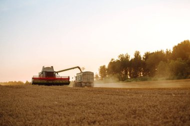 Combine harvester harvests grain in the field. Agriculture, gardening or ecology concept.