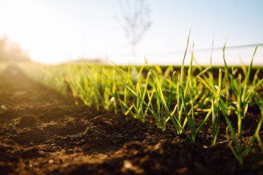 Green wheat growing in soil. Agriculture, gardening or ecology concept.
