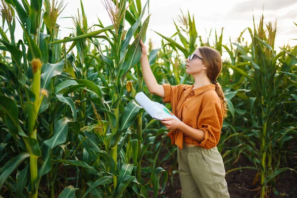 stock image A farmer woman  stands in a field and inspects a green corn plantation. Agricultural industry