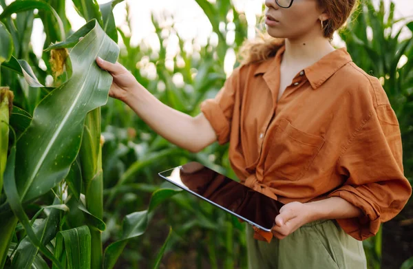 農家の女性が畑に立って 緑のトウモロコシのプランテーションを検査します — ストック写真
