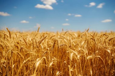 Altın buğday tarlası. Büyüyen doğa hasadı. Tarım çiftliği.