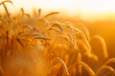 Ears of golden wheat close up at sunset. Growth nature harvest. Agriculture farm.