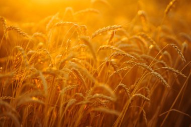 Ears of golden wheat close up at sunset. Growth nature harvest. Agriculture farm.