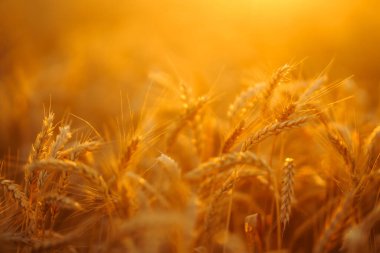 Ears of golden wheat close up at sunset. Growth nature harvest. Agriculture farm.