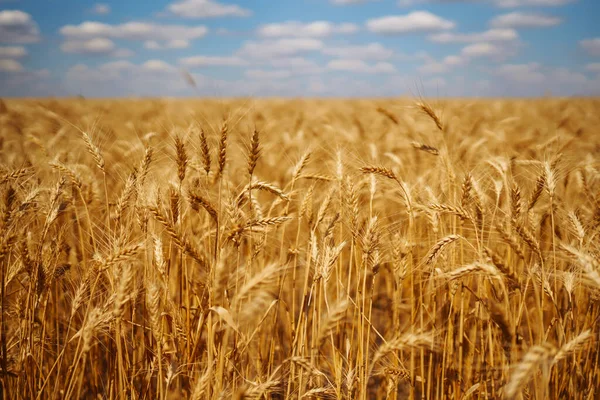 Gold wheat field. Growth nature harvest. Agriculture farm.