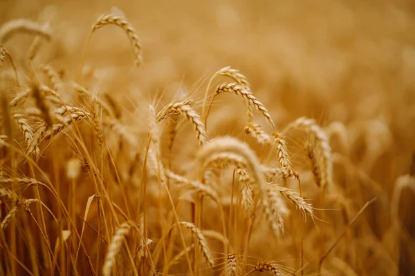 Gold wheat field. Growth nature harvest. Agriculture farm.