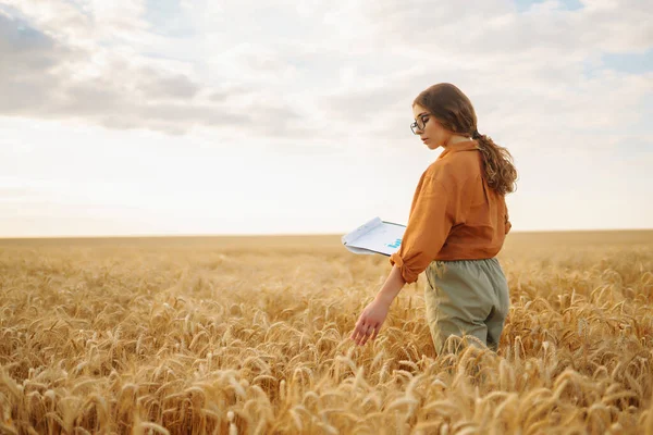 Farmářka Pšeničném Poli Kontrola Jakosti Pšenice Koncept Zemědělství Zahradnictví Nebo — Stock fotografie