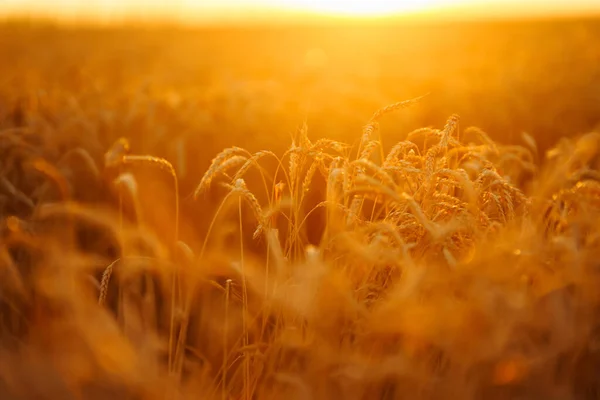 Ears of golden wheat close up at sunset. Growth nature harvest. Agriculture farm.