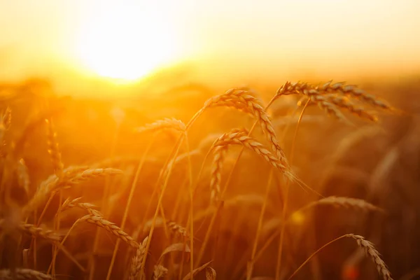Ears of golden wheat close up at sunset. Growth nature harvest. Agriculture farm.
