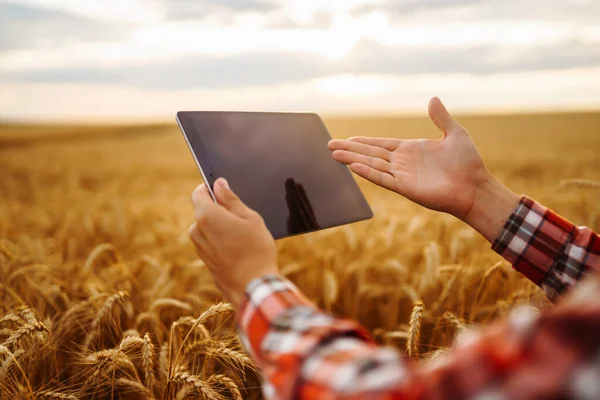 Tablet Tangan Seorang Petani Pertanian Cerdas Petani Memeriksa Tanaman Lapangan — Stok Foto