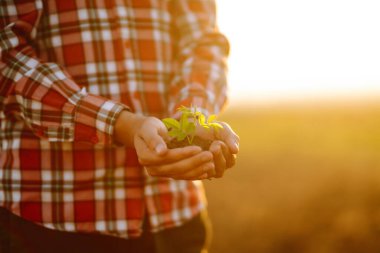 Ellerin tarladaki toprağa dokunup bitki ya da bitki tohumu yetiştirmeden önce toprak sağlığını kontrol ediyor. İş ya da ekoloji kavramı.