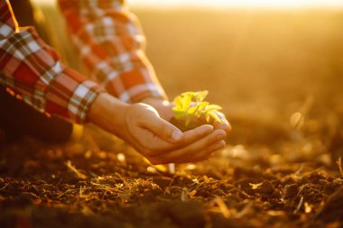 Ellerin tarladaki toprağa dokunup bitki ya da bitki tohumu yetiştirmeden önce toprak sağlığını kontrol ediyor. İş ya da ekoloji kavramı.