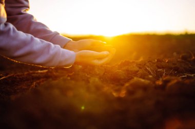 Ellerin tarladaki toprağa dokunup bitki ya da bitki tohumu yetiştirmeden önce toprak sağlığını kontrol ediyor. İş ya da ekoloji kavramı.