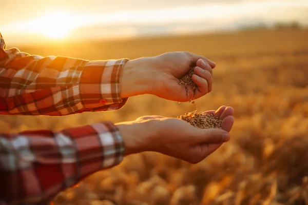 농부들은 곡물을 손에서 손으로 붓습니다 생태학 — 스톡 사진