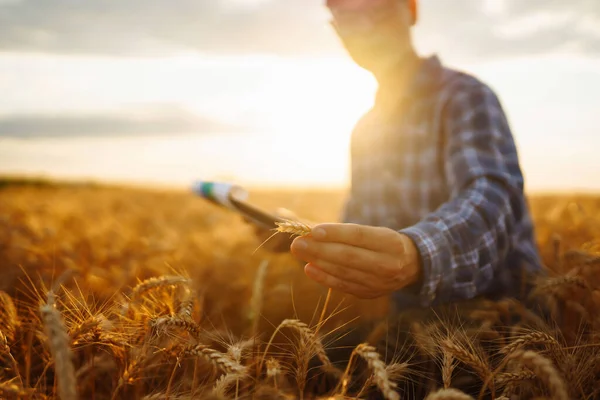 Elinde Tabletle Buğday Tarlasında Çiftçi Zengin Bir Hasat Fikri — Stok fotoğraf