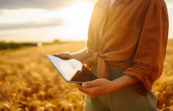Tablet Bir Kadın Çiftçinin Elinde Akıllı Çiftlik Zengin Bir Hasat — Stok fotoğraf