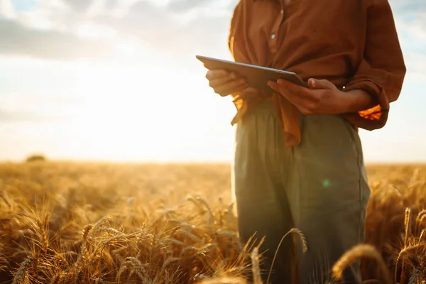 Tablet Bir Kadın Çiftçinin Elinde Akıllı Çiftlik Zengin Bir Hasat — Stok fotoğraf