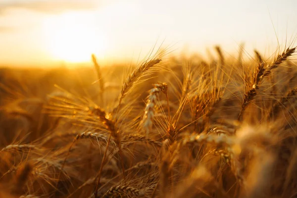 Guldspetsar Vete Fältet Vid Solnedgången Jordbrukskoncept Skörda Naturens Tillväxt — Stockfoto