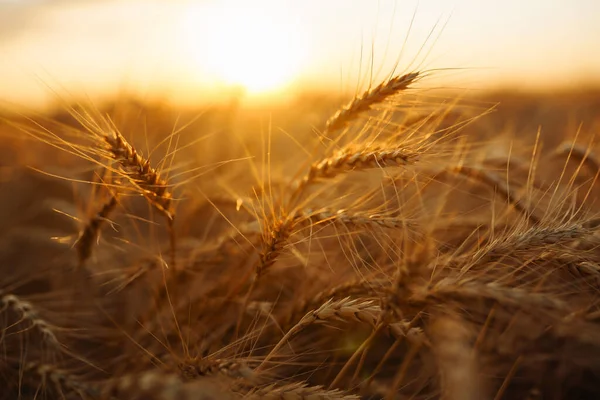 Guldspetsar Vete Fältet Vid Solnedgången Jordbrukskoncept Skörda Naturens Tillväxt — Stockfoto