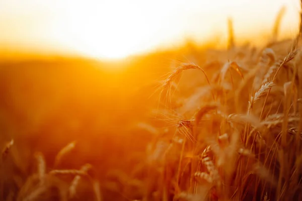 Golden spikelets of wheat in the field at sunset. Agricultural  concept. Harvest nature growth.